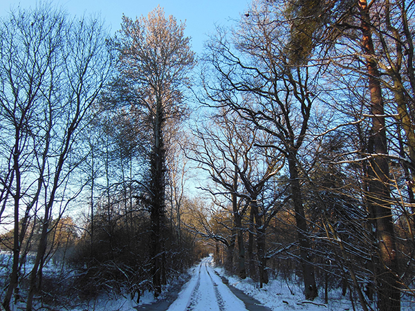 Ein verschneiter Waldweg, der rechts und links von kahlen Bäumen gesäumt wird