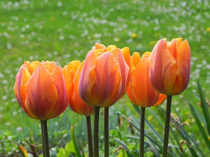 Tulpen Aquarell
